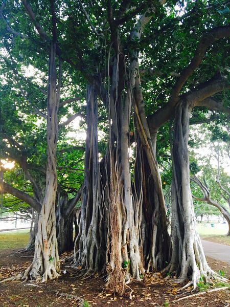 File:Banyan Tree Under the banyan.jpg