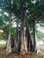 Banyan Tree Under the banyan.jpg
