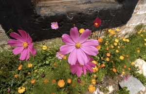 Lhasa Flowers Alex.png