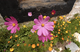 Lhasa Flowers Alex.png
