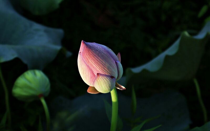 File:Lotus bud for bodhicitta practice page.jpg