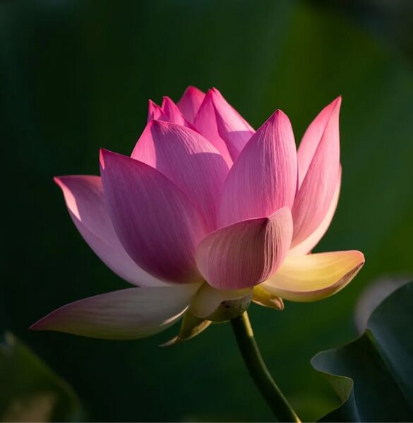 File:Lotus for practice section cropped.jpg