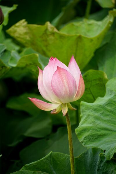 File:Lotus opening.jpg