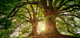 The wisdom of trees.png